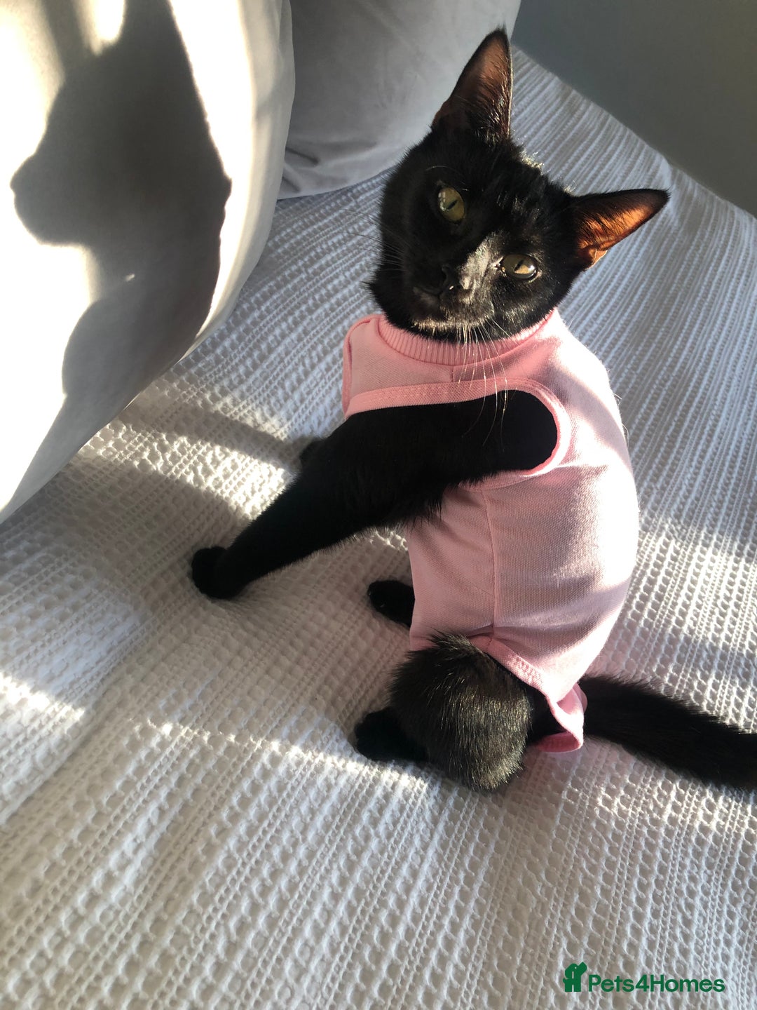 Domestic Shorthair cats for sale: Rehoming my 2 girls  - Image 8