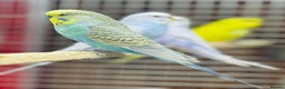 Budgerigars birds for sale: Budgies  - Advert 2