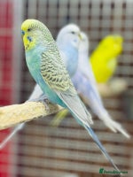 Budgerigars birds Budgies - Advert 1