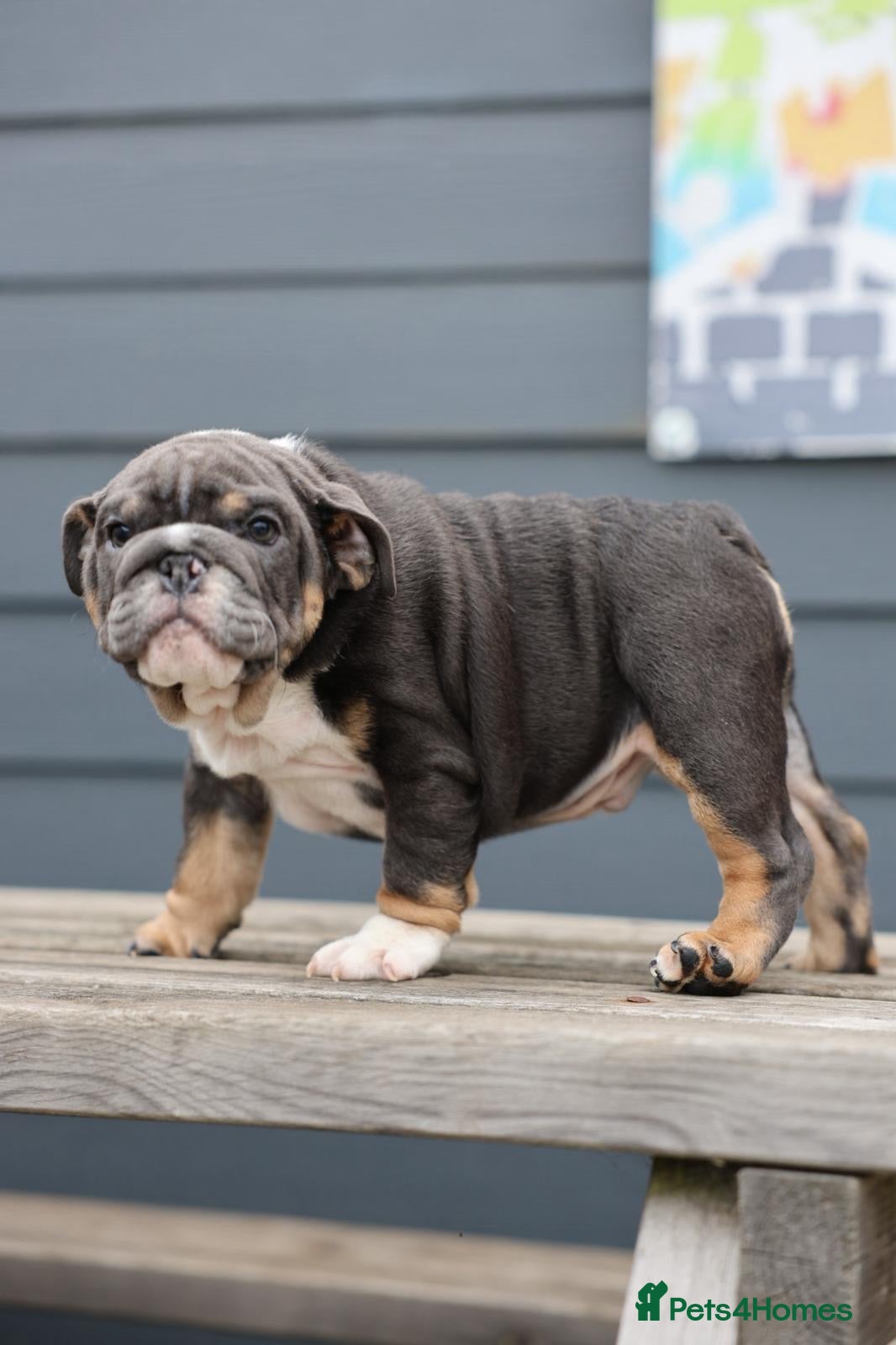 English Bulldog dogs English Bulldog  - Advert 11