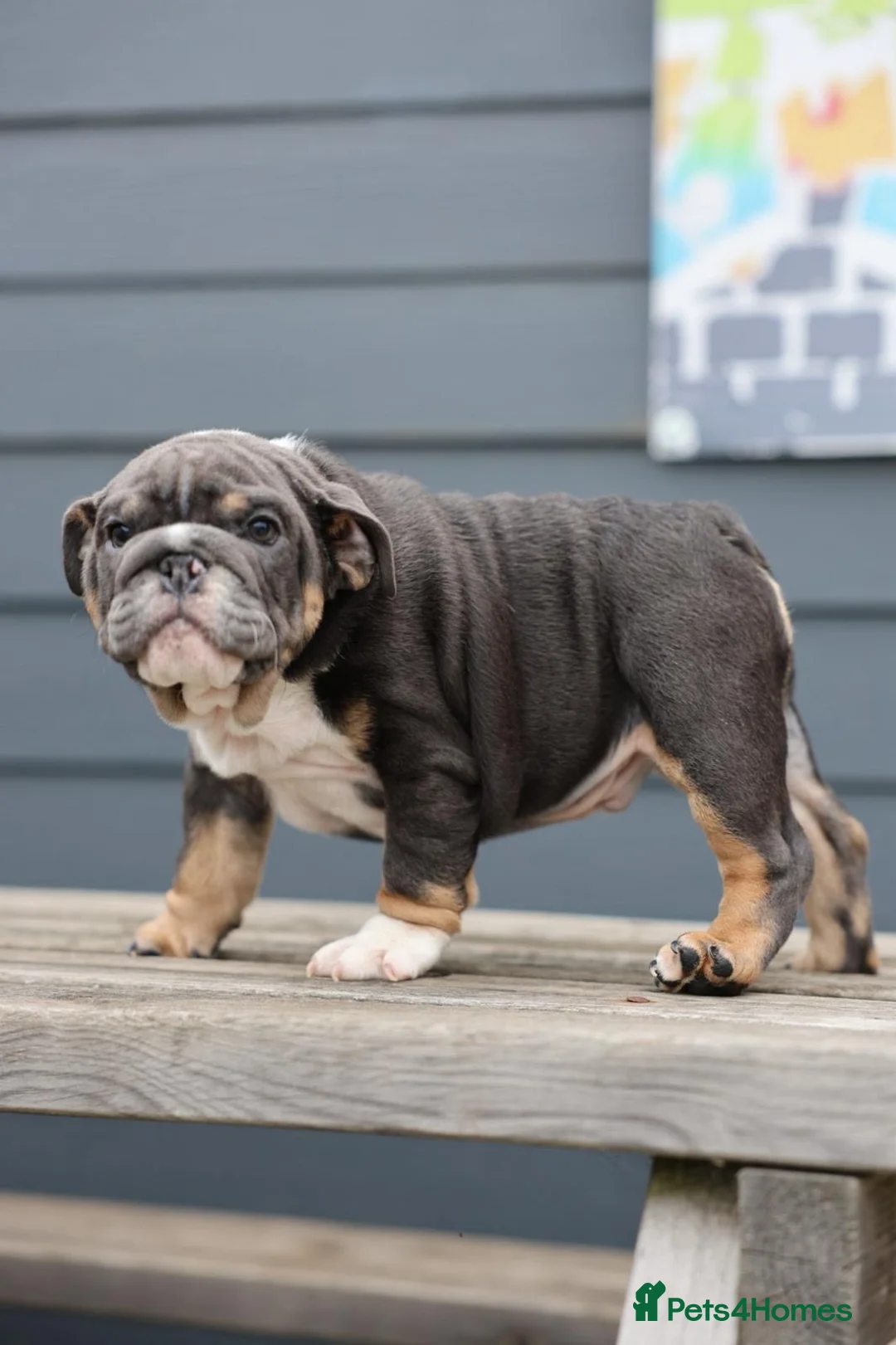 English Bulldog dogs for sale: English Bulldog  - Advert 2