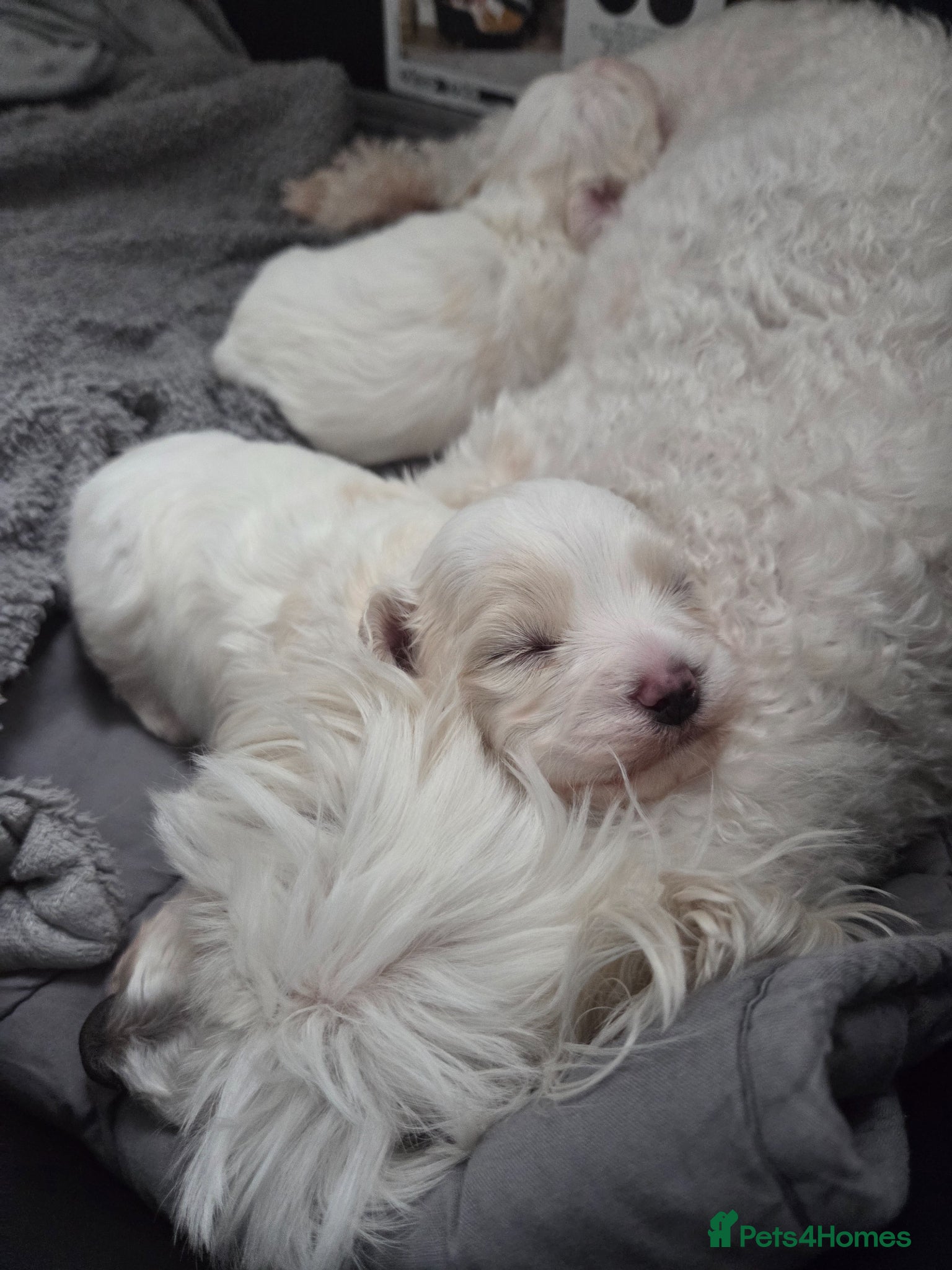 Maltese dogs Maltese dog for sale - Advert 7