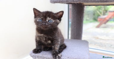 Mixed Breed cats - Advert 3
