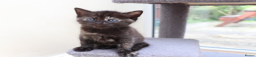 Black calico female
