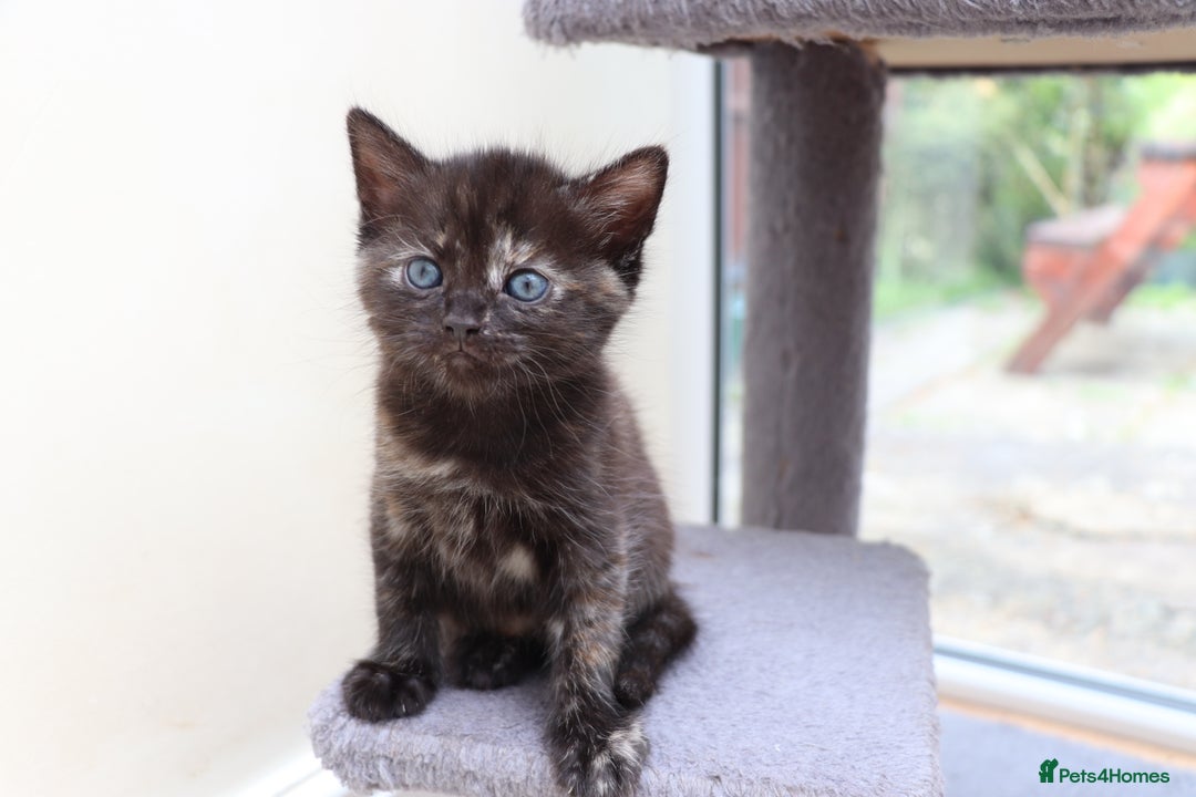 Mixed Breed cats for sale: Adorable Kittens Ready SOON - Image 2
