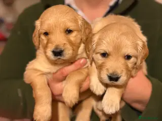 Golden Retriever dogs 2 beautiful KC Golden retriever puppies remaining - Advert 4