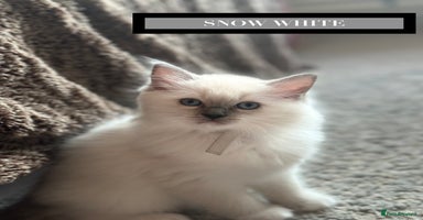 Ragdoll cats - Advert 5