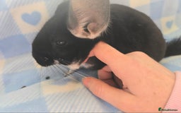 Chinchilla rodents for sale: Bonded mother and daughter pair - Image 12