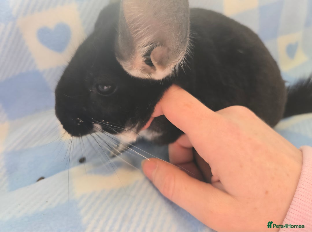Chinchilla rodents for sale: Bonded mother and daughter pair - Image 12