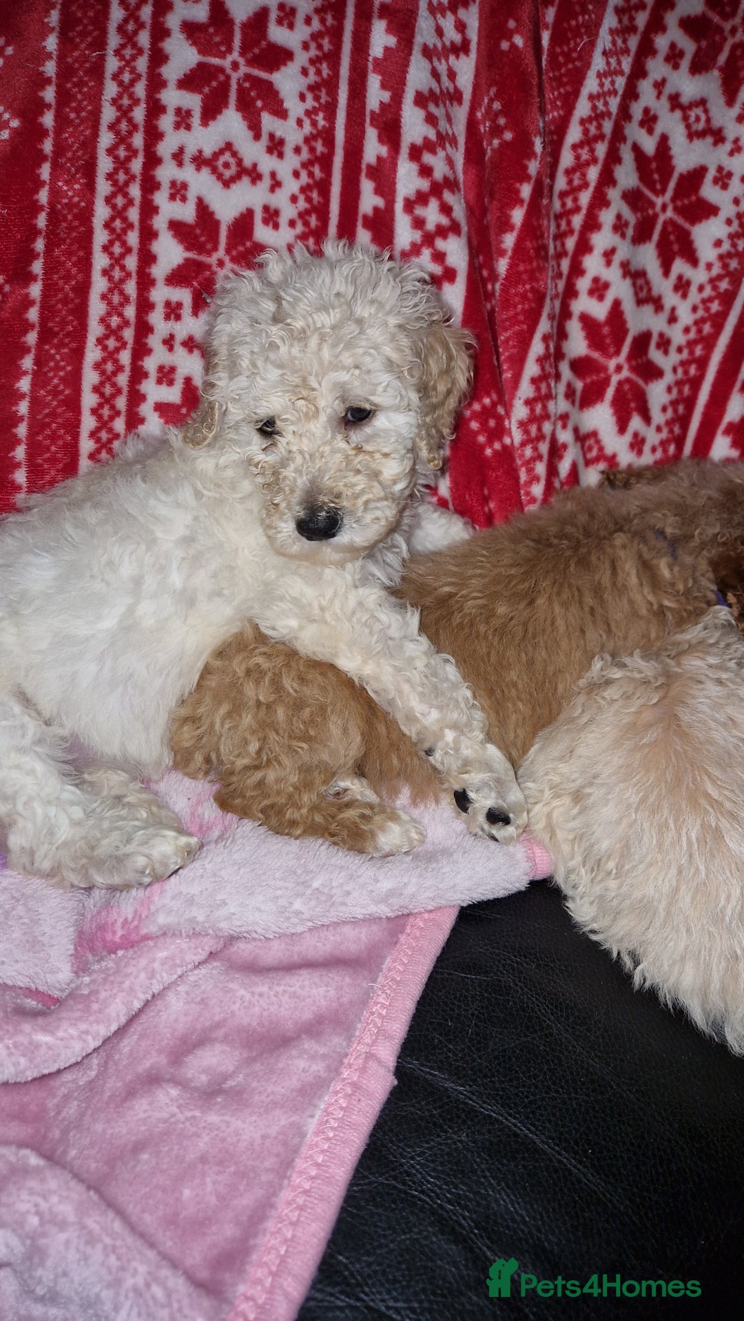 Poodle dogs for sale: Poodle pups.  Ready now - Image 2