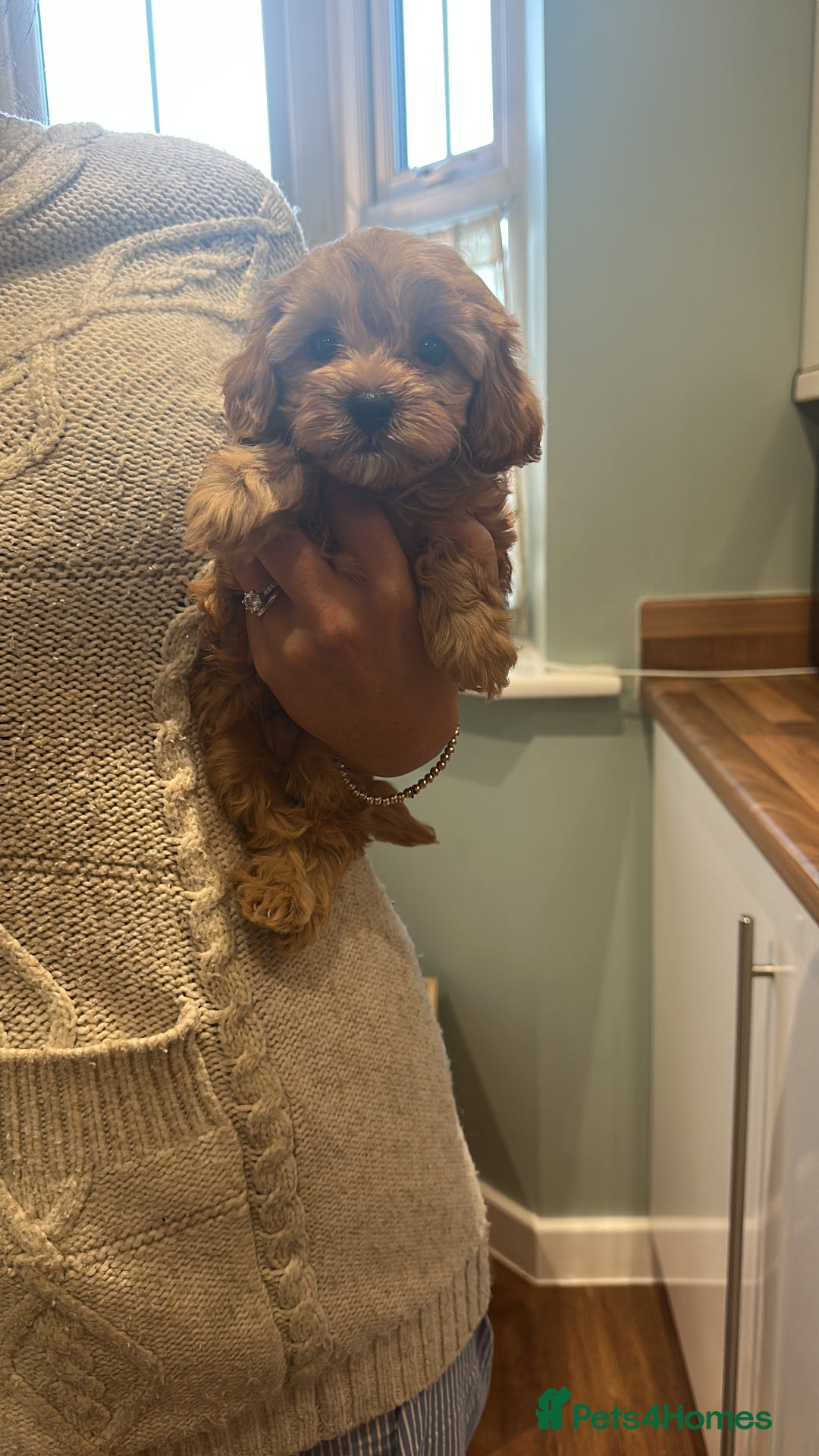 Cavapoo dogs for sale: 🌟 Rare Tiny Toy Cavapoo's F1B 🌟ready next week  - Image 5