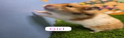 Hamster rodents for sale: Syrian Hamster Babies Male Female Well Handled   - Advert 4