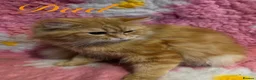 Mixed Breed cats for sale: Beautiful Persian cross kittens  - Advert 10
