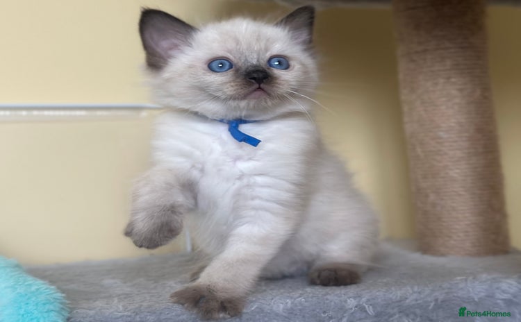 Ragdoll cats - Advert 3