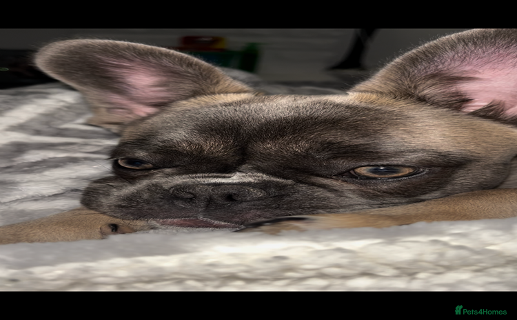 French Bulldog dogs - Advert 6