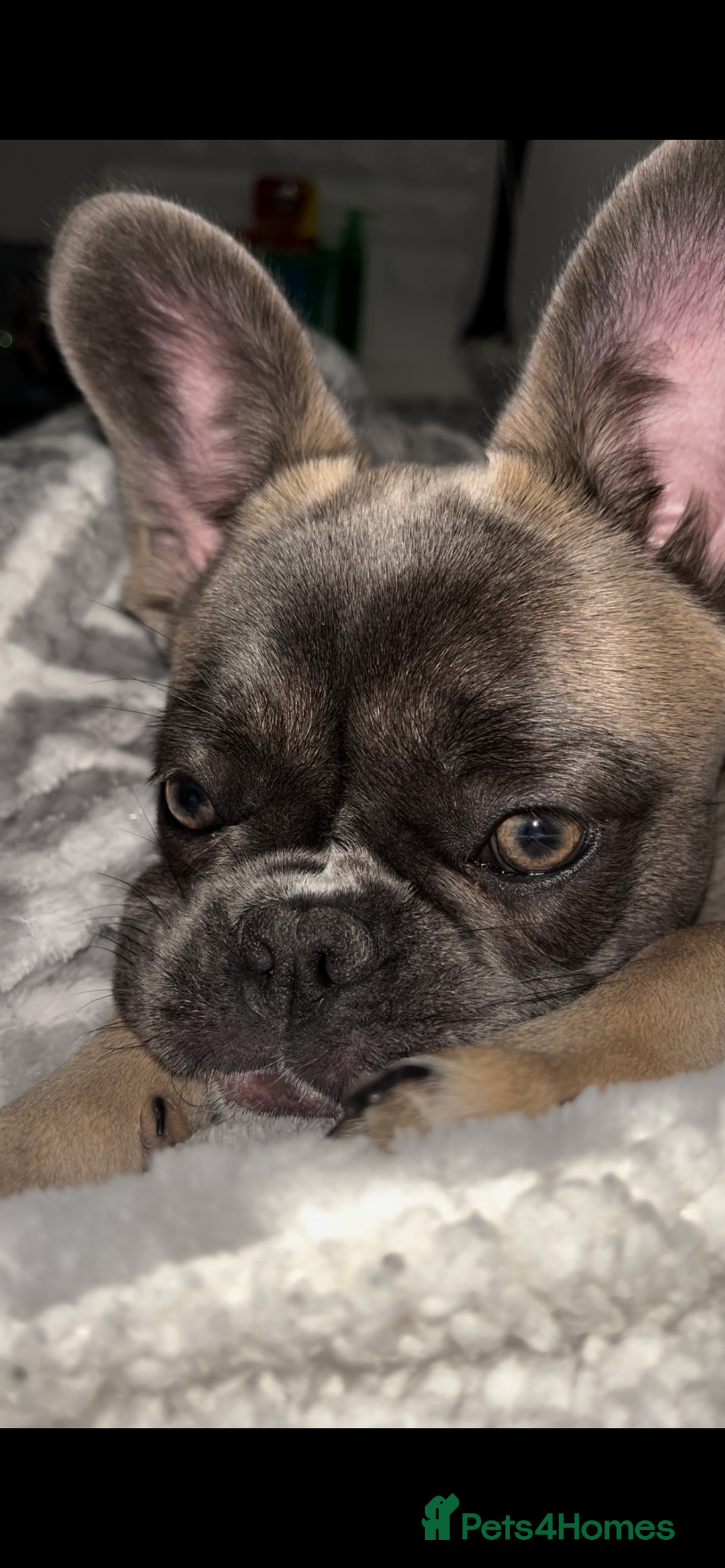 French Bulldog dogs for sale: French bulldog  - Image 1