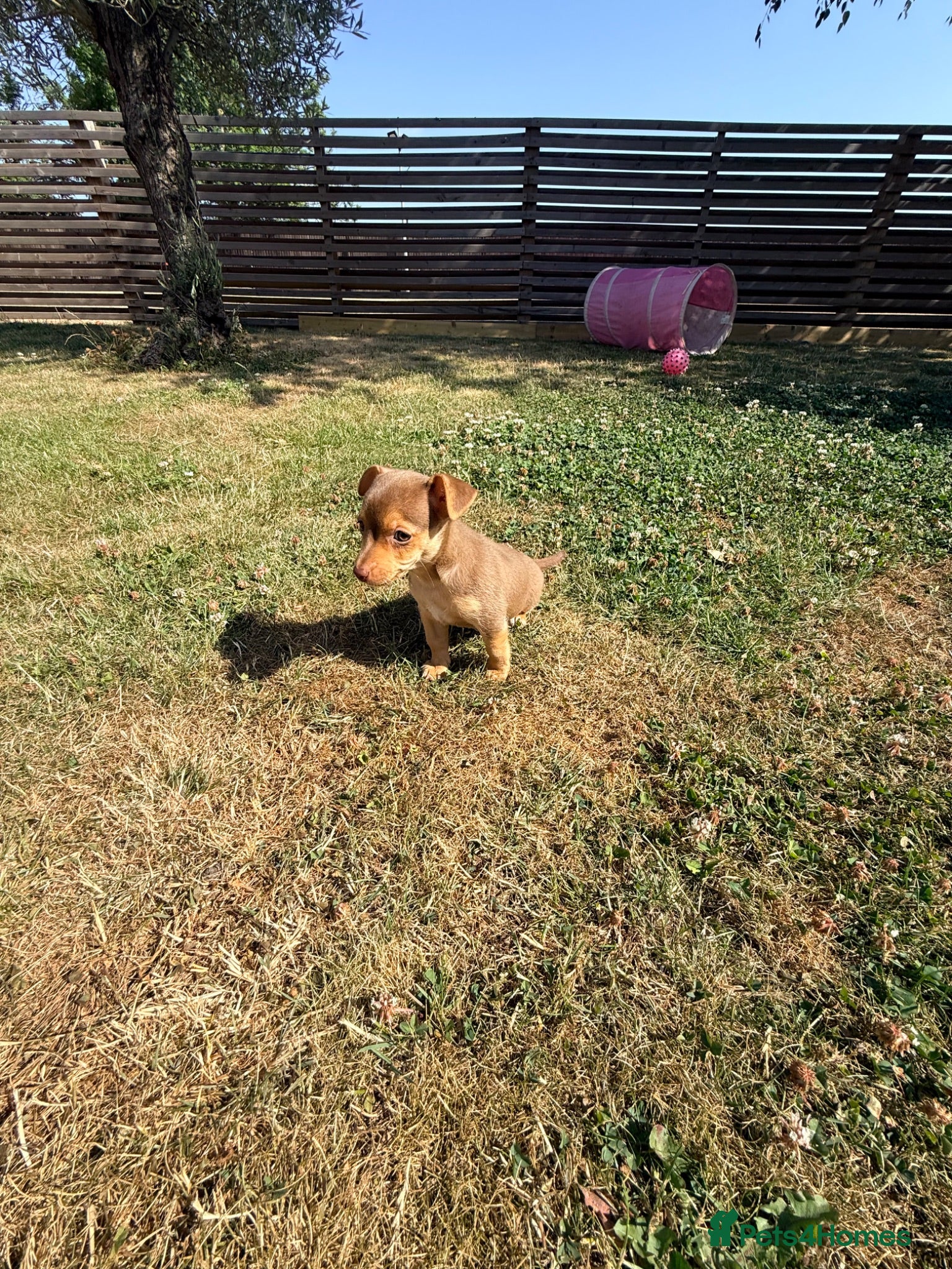 Jack Russell dogs Stunning girl pup Jack Russell  - Advert 2