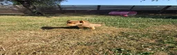 Jack Russell dogs for sale: Stunning girl pup Jack Russell  - Advert 2