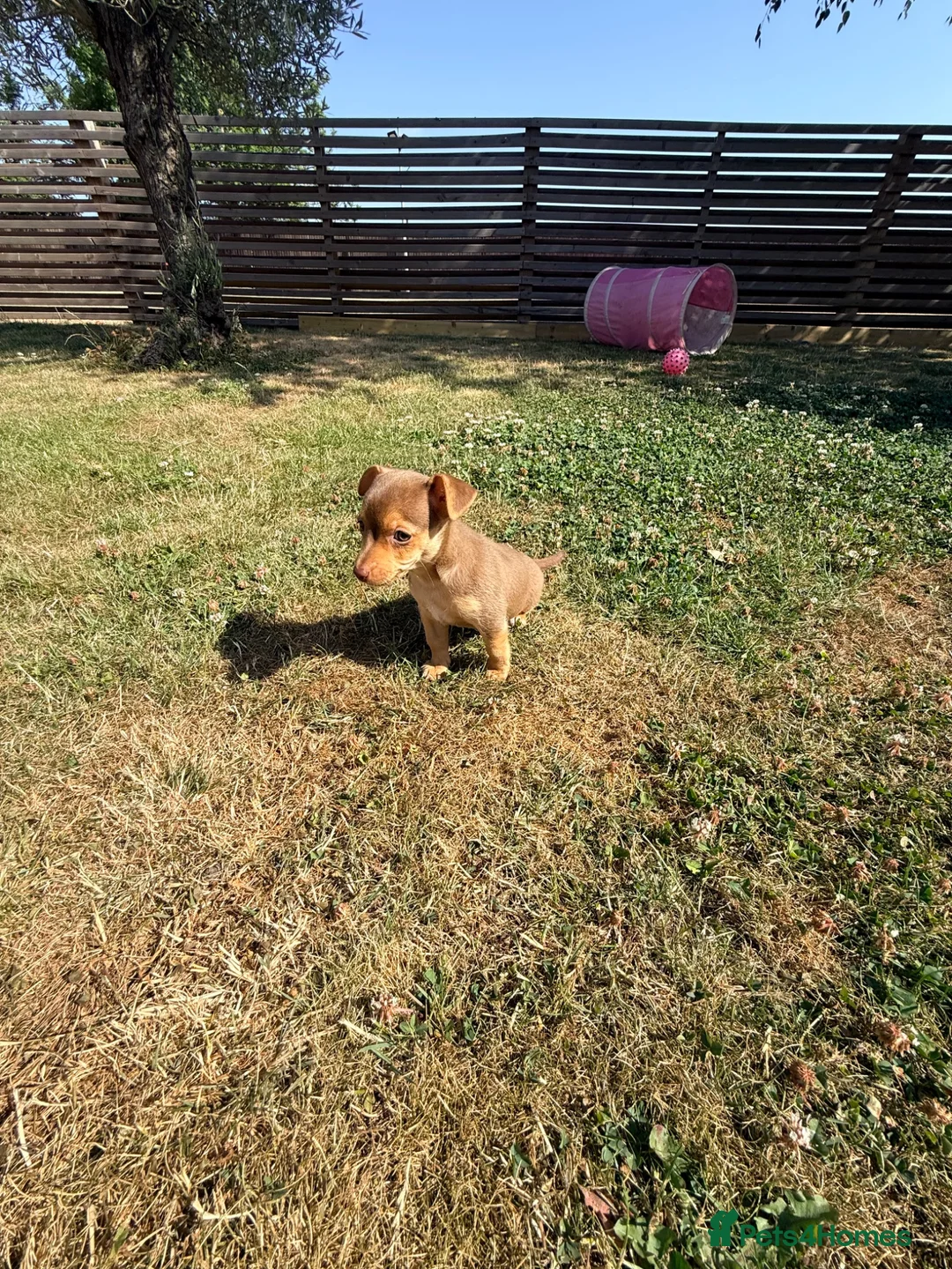 Jack Russell dogs for sale: Stunning girl pup Jack Russell  - Advert 2