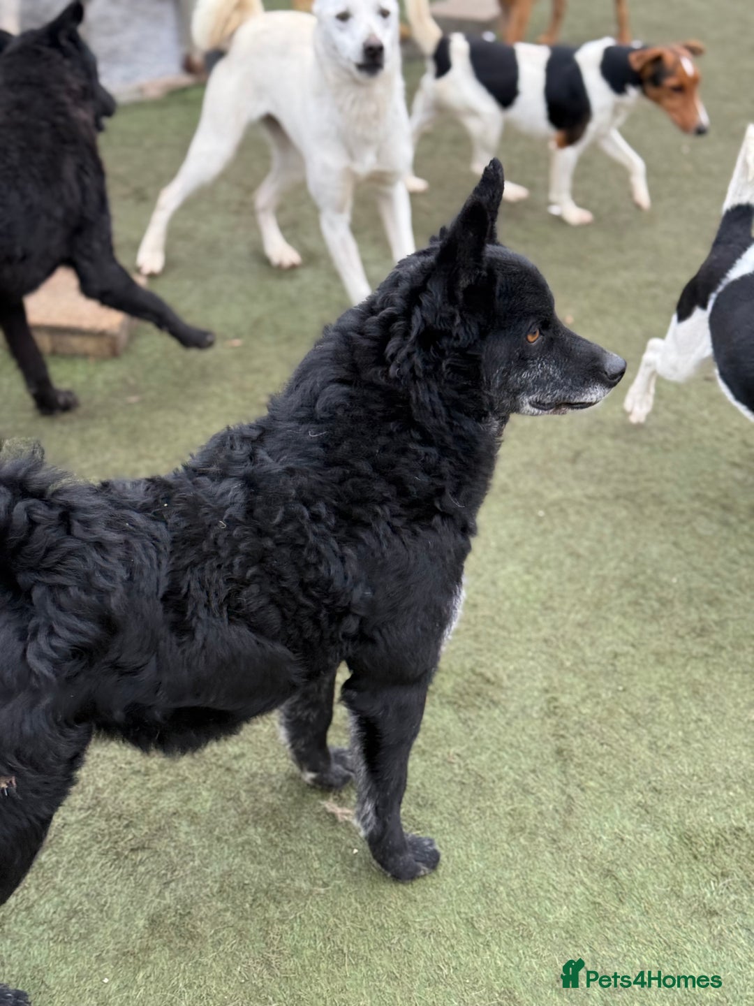 Mixed Breed dogs for adoption: Sweet Romeo Looking for LOVE - Advert 17