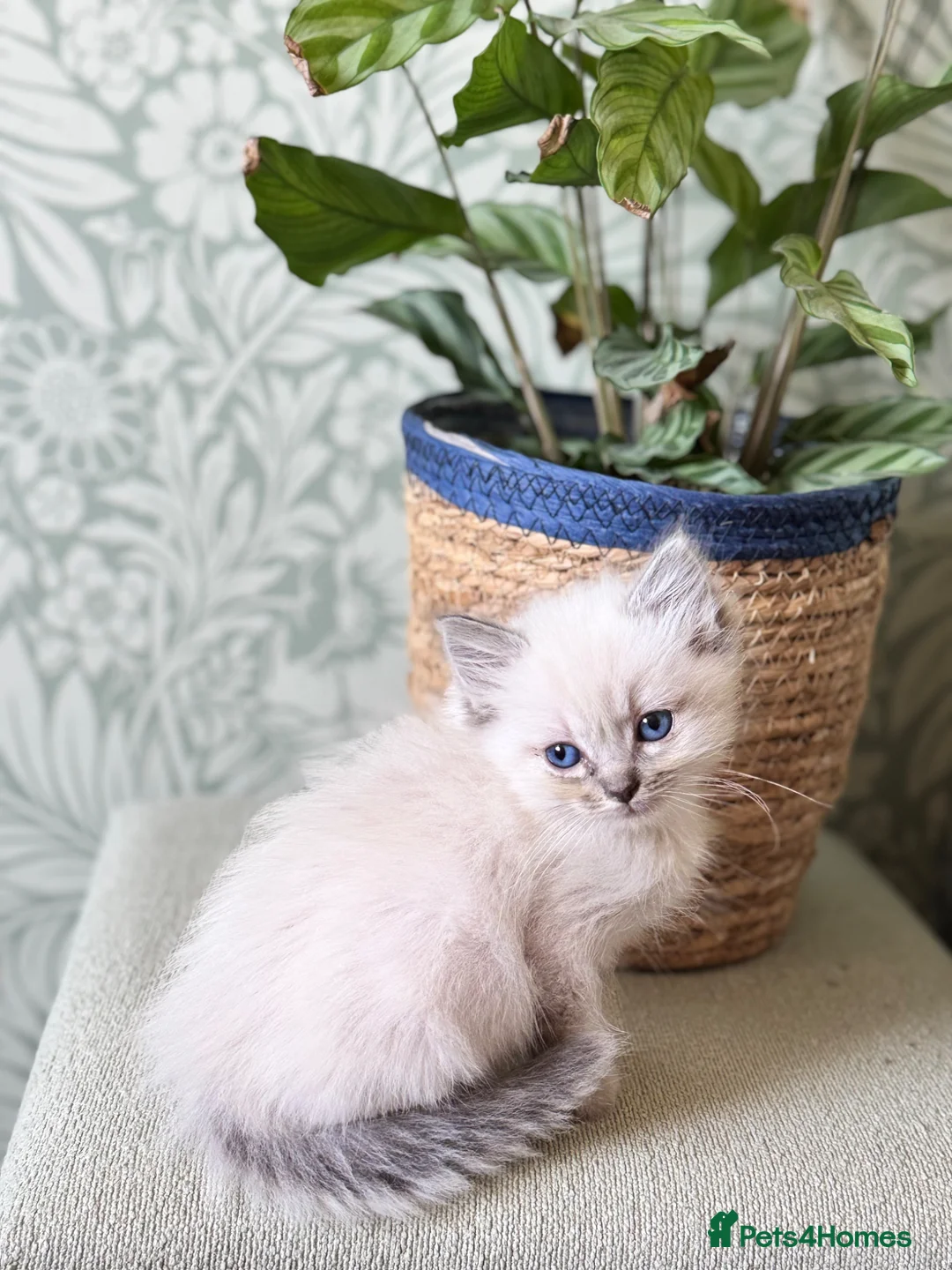 Ragdoll cats for sale: 🌸 Beautiful ragdoll babies 🌸 - Advert 2