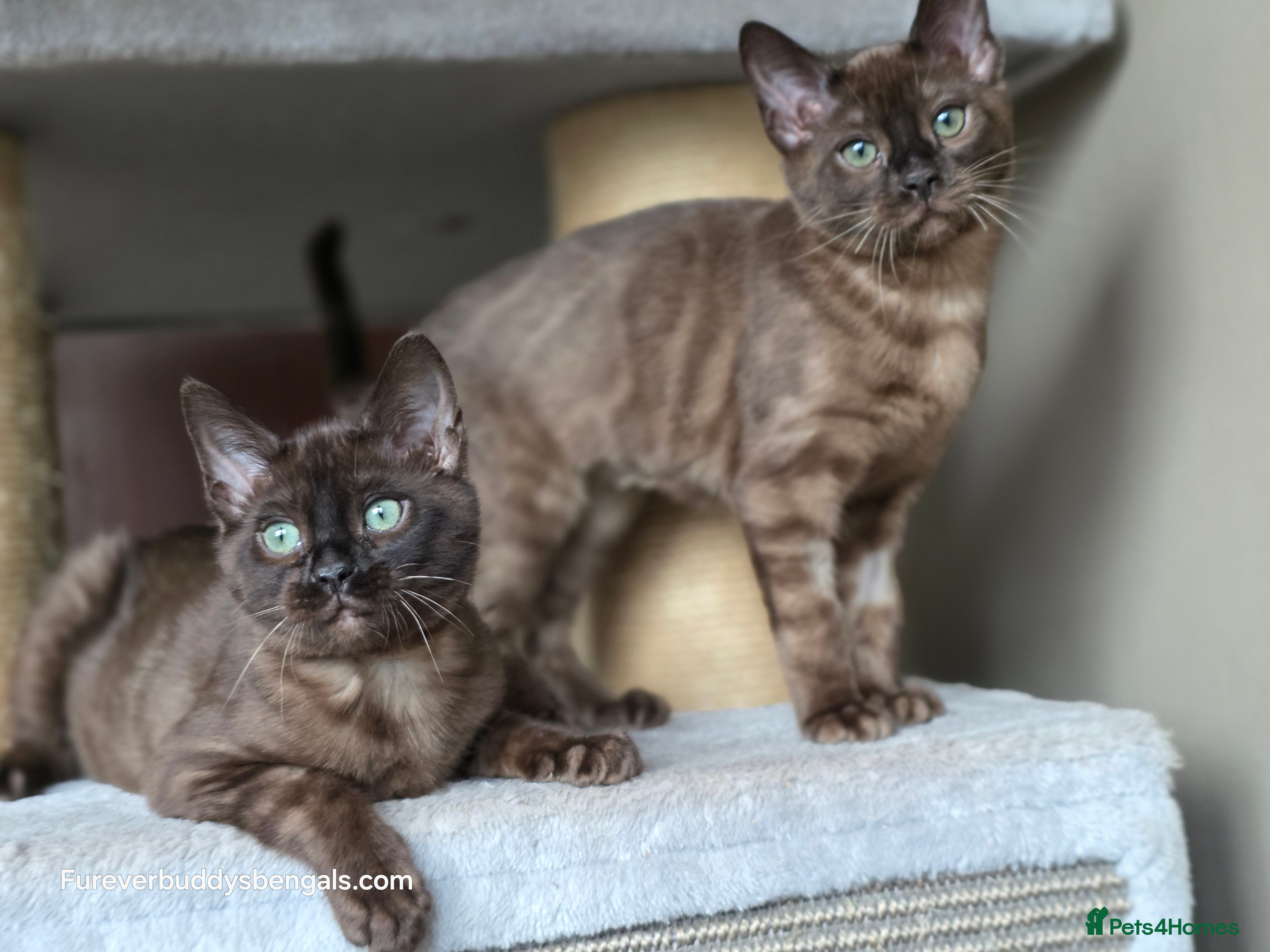 Bengal cats ❄️Outstanding Silver Snow Bengal Kittens❄️ - Advert 4