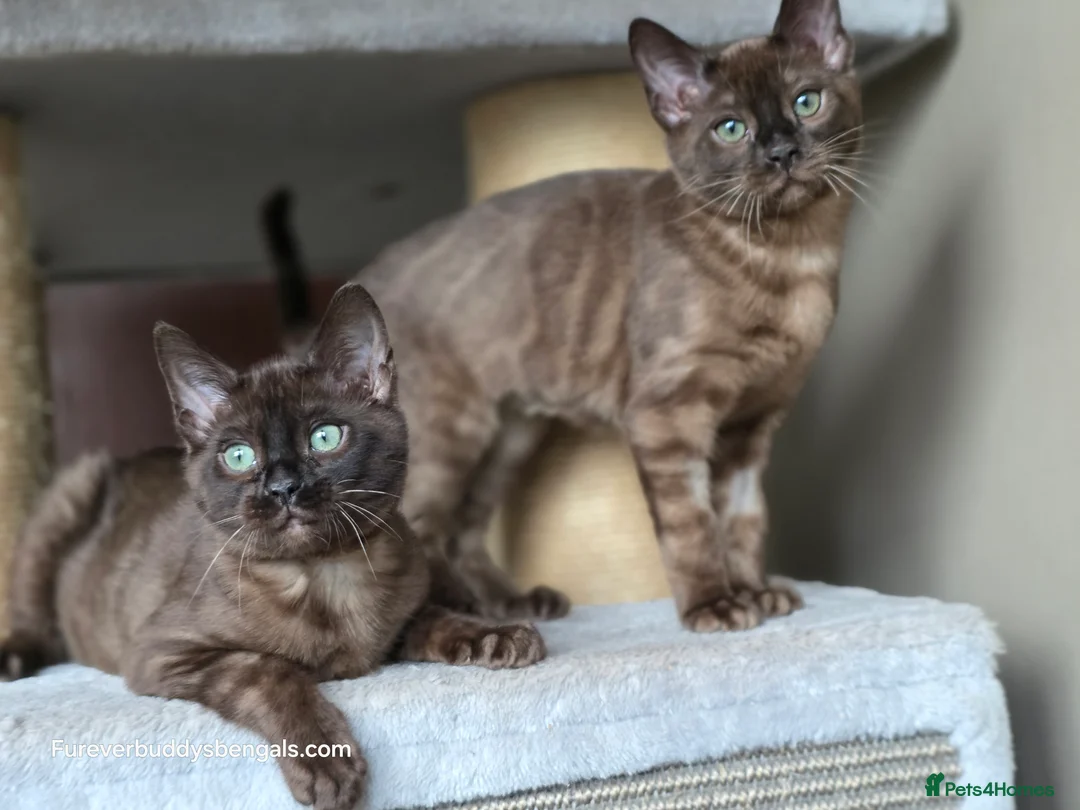 Bengal cats for sale: ❄️Outstanding Silver Snow Bengal Kittens❄️ - Advert 1
