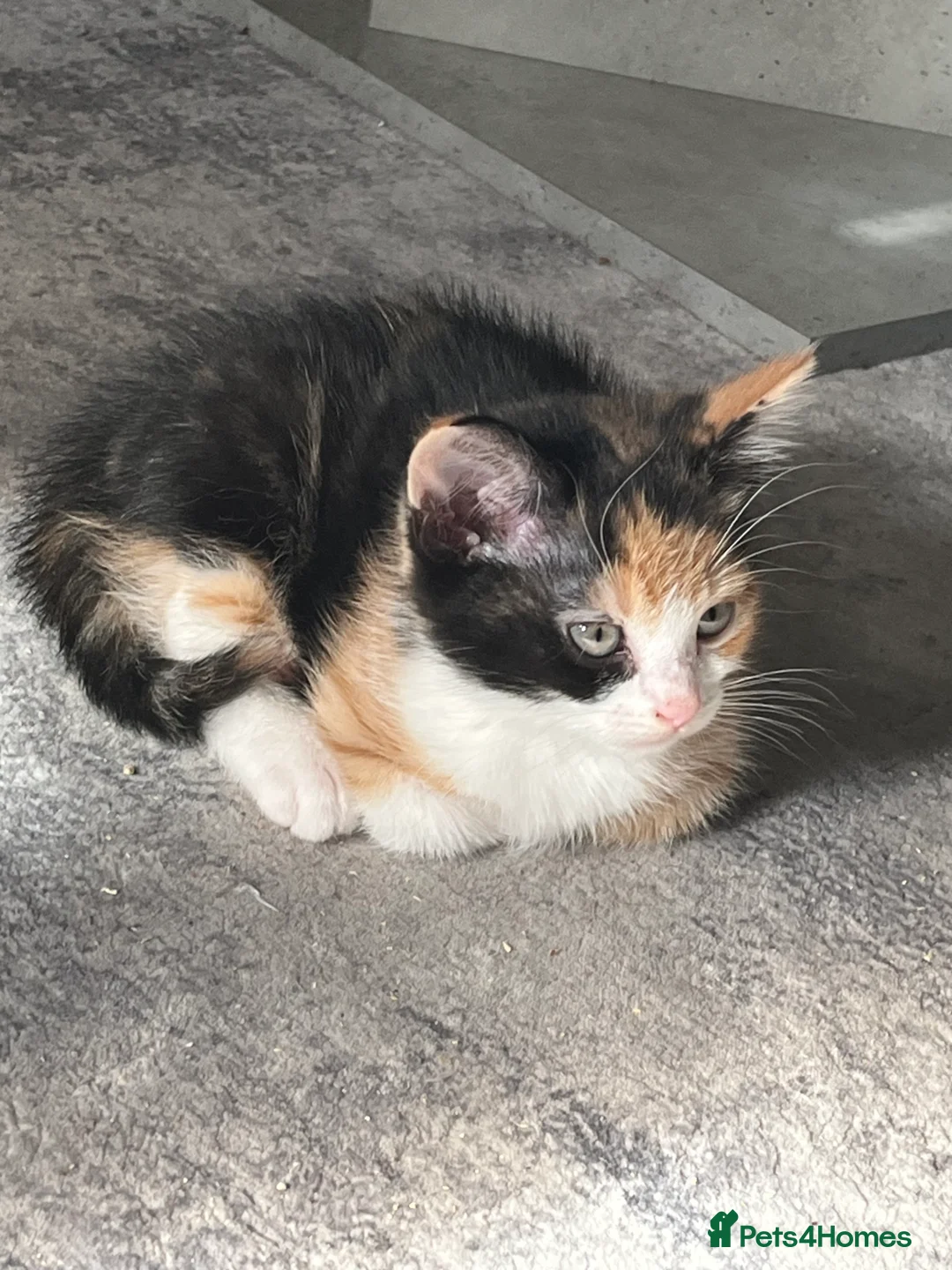 Mixed Breed cats for sale: Last Calico girl left  - Advert 2