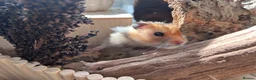 Hamster rodents for sale: Male long haired syrian hamster - Advert 2