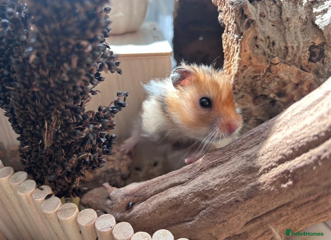 Hamster rodents for sale: Male long haired syrian hamster - Advert 2