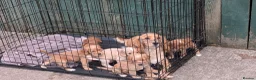 Cocker Spaniel dogs for sale: Stunning Litter of 5 Cocker Spaniel Puppies  in Barnard Castle - Advert 2