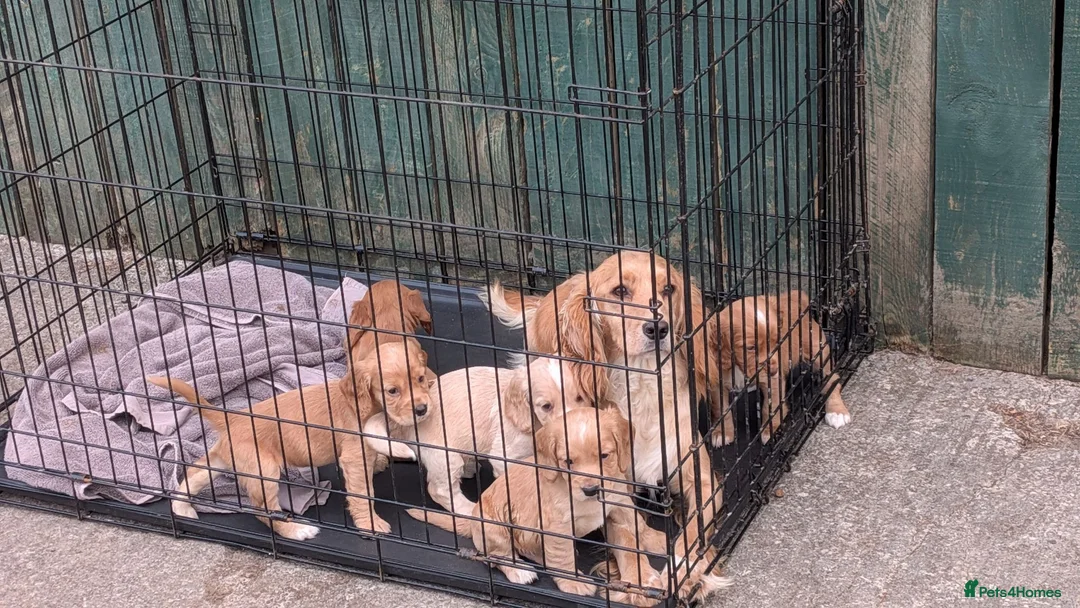Cocker Spaniel dogs for sale: Stunning Litter of 5 Cocker Spaniel Puppies  in Barnard Castle - Advert 2
