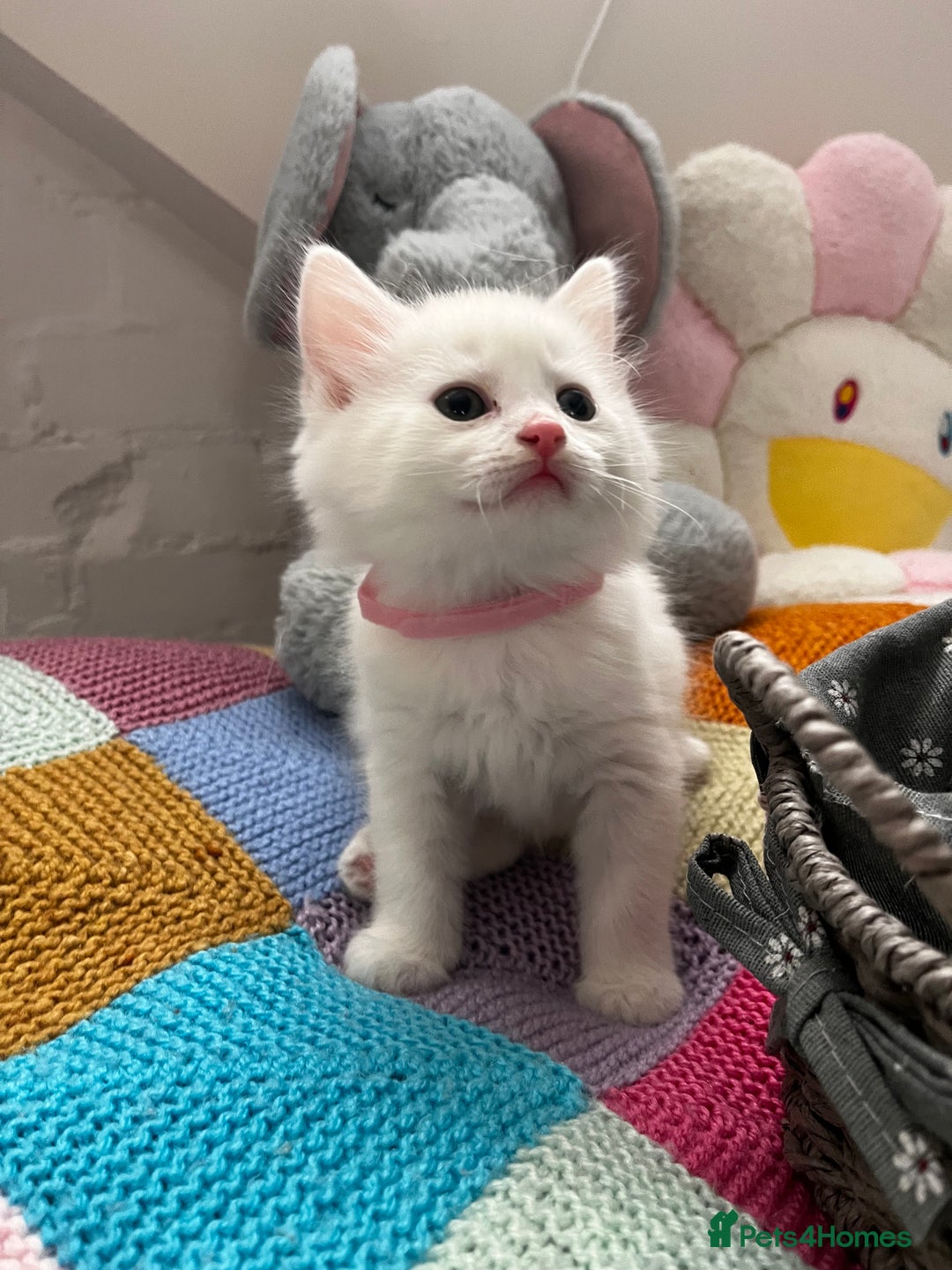 Turkish Angora cats for sale: Turkish Angora Longhair kittens - Advert 13