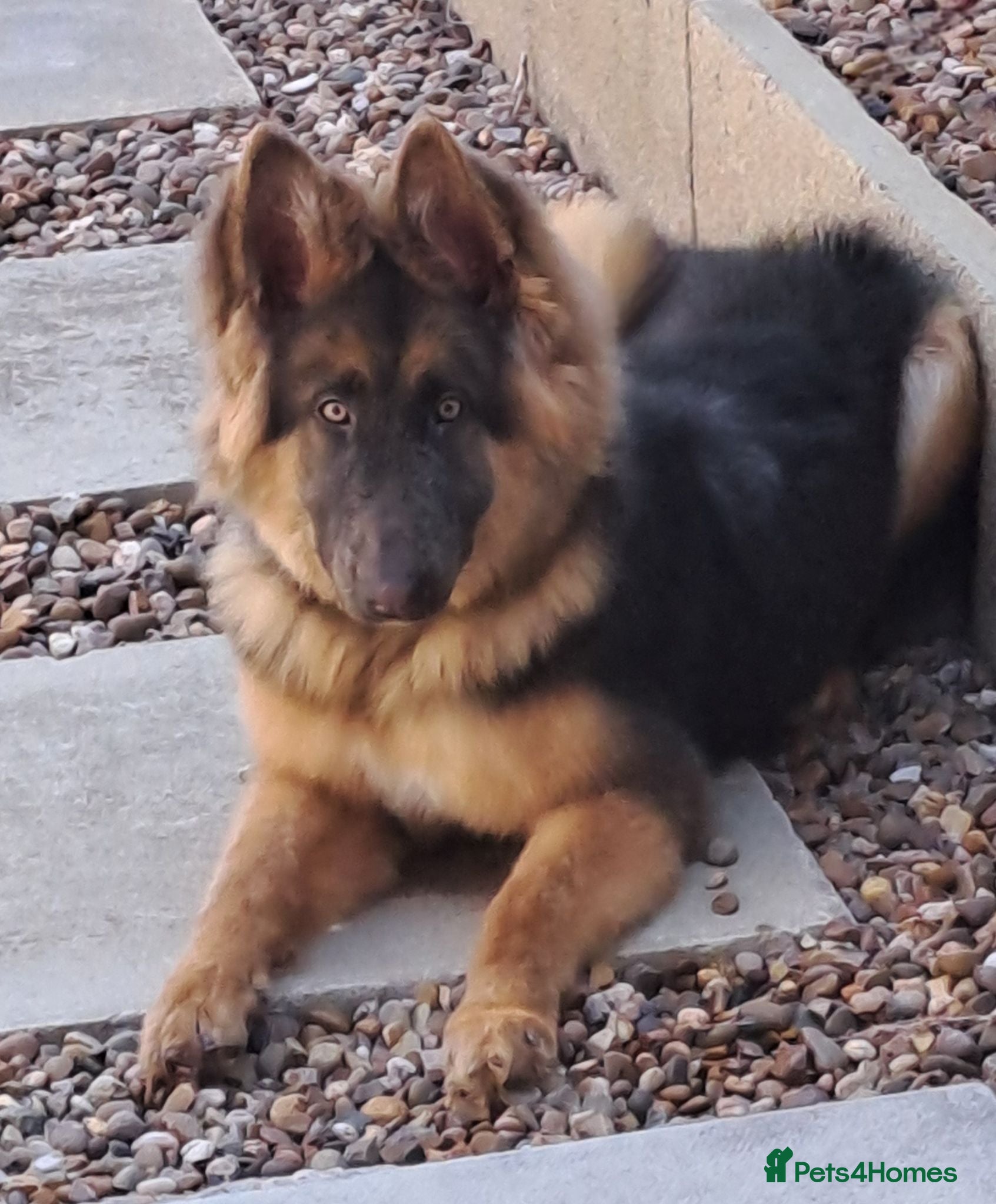 German Shepherd dogs Beautiful Blue&Tan kc pup - Advert 17