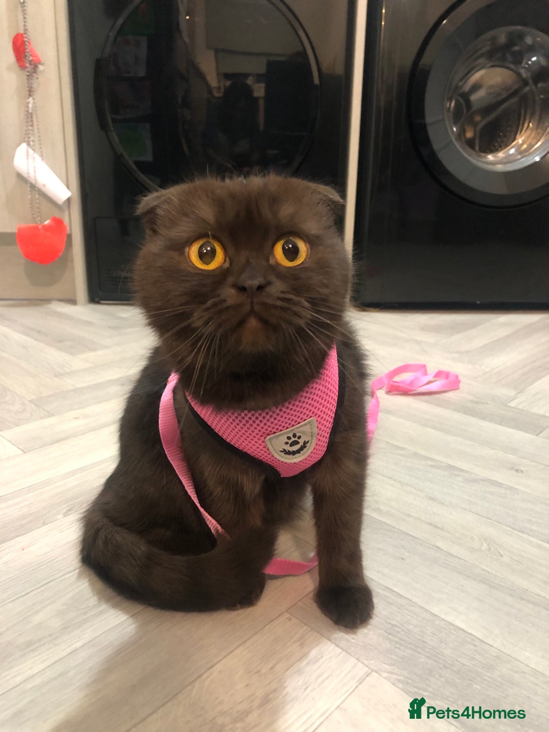 Scottish Fold cats for sale: 🐾 Rare Chocolate Beauty in Edinburgh 🏡 - Advert 2