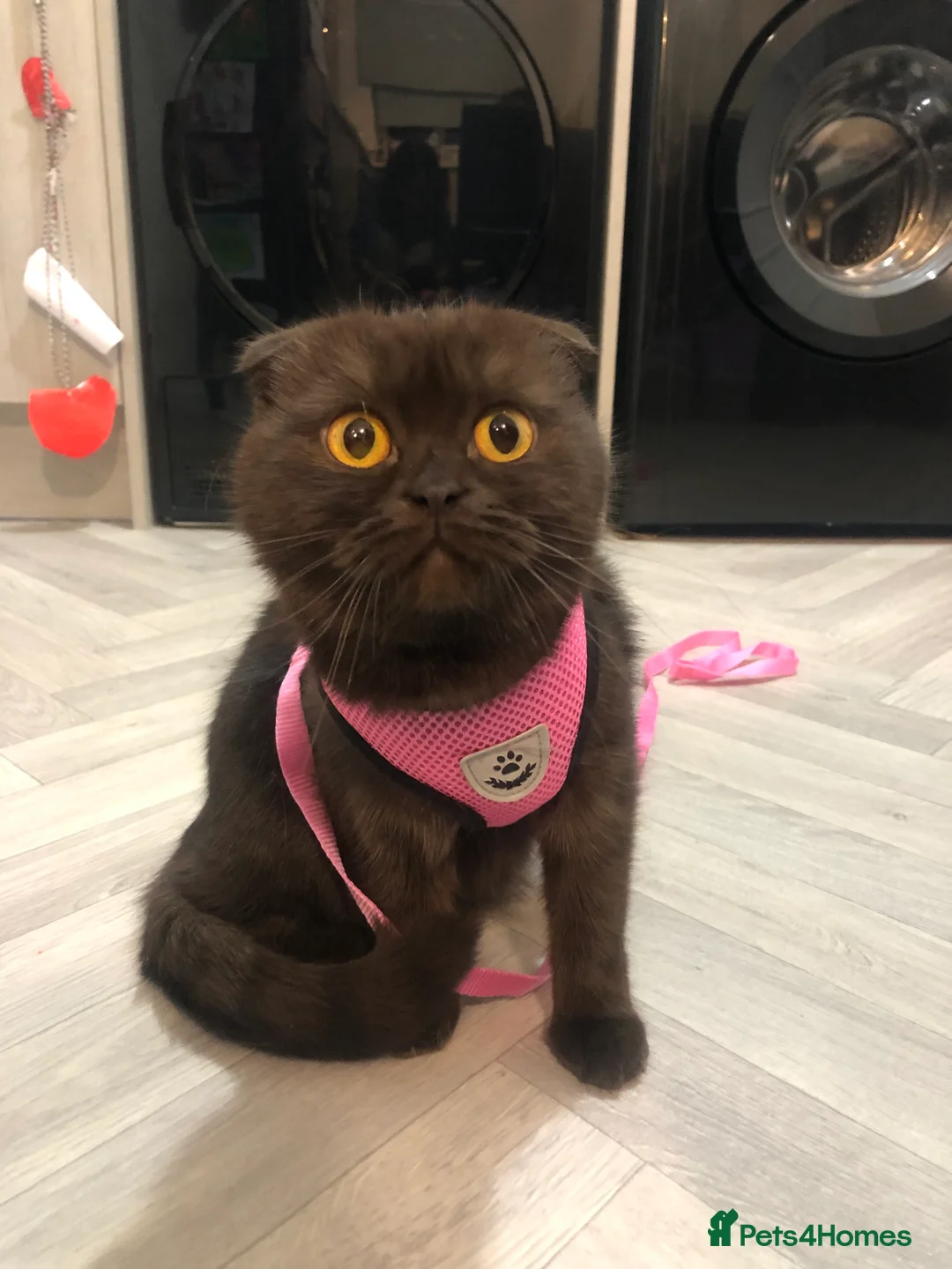 Scottish Fold cats for sale: 🐾 Rare Chocolate Beauty in Edinburgh 🏡 - Advert 2