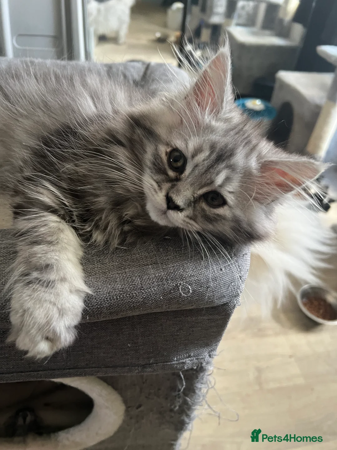 Persian cats for sale: Last Persian Chinchilla boy  - Advert 1