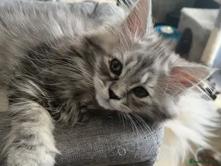 Persian cats for sale: Last Persian Chinchilla boy - Advert 1