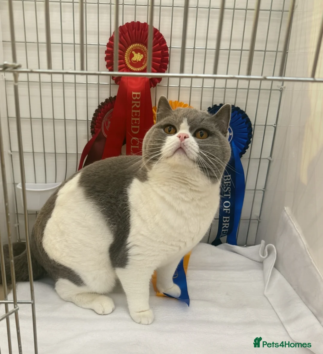 British Shorthair cats for stud: Champion polish import excellent pedigree  - Advert 1