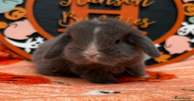 Mini Lop rabbits - Advert 3