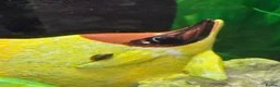 Snails invertebrates for sale: ​Active Bladder Snail Cleanup Crew  - Advert 3