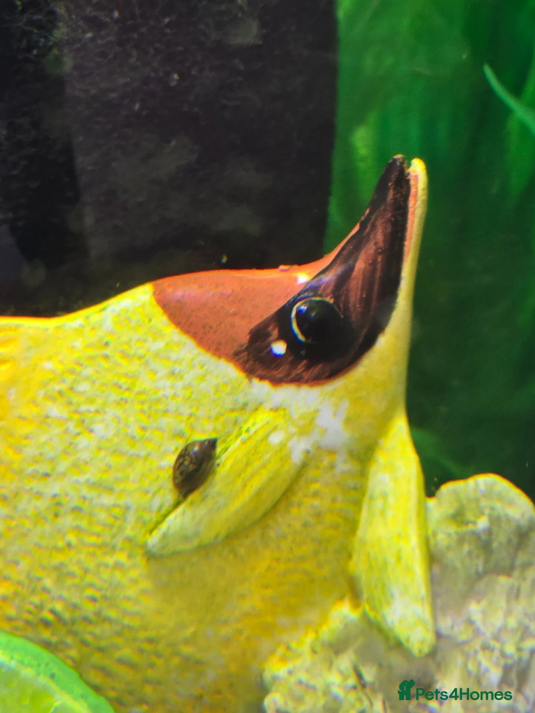 Snails invertebrates for sale: ​Active Bladder Snail Cleanup Crew  - Advert 3