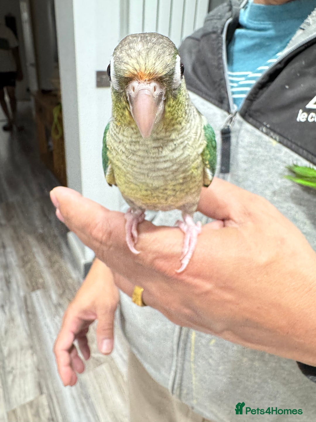 Conures birds for sale: Tamed hand-fed baby conure - Image 10