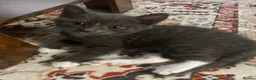 Mixed Breed cats for sale: 4 Gorgeous Kittens - Advert 8