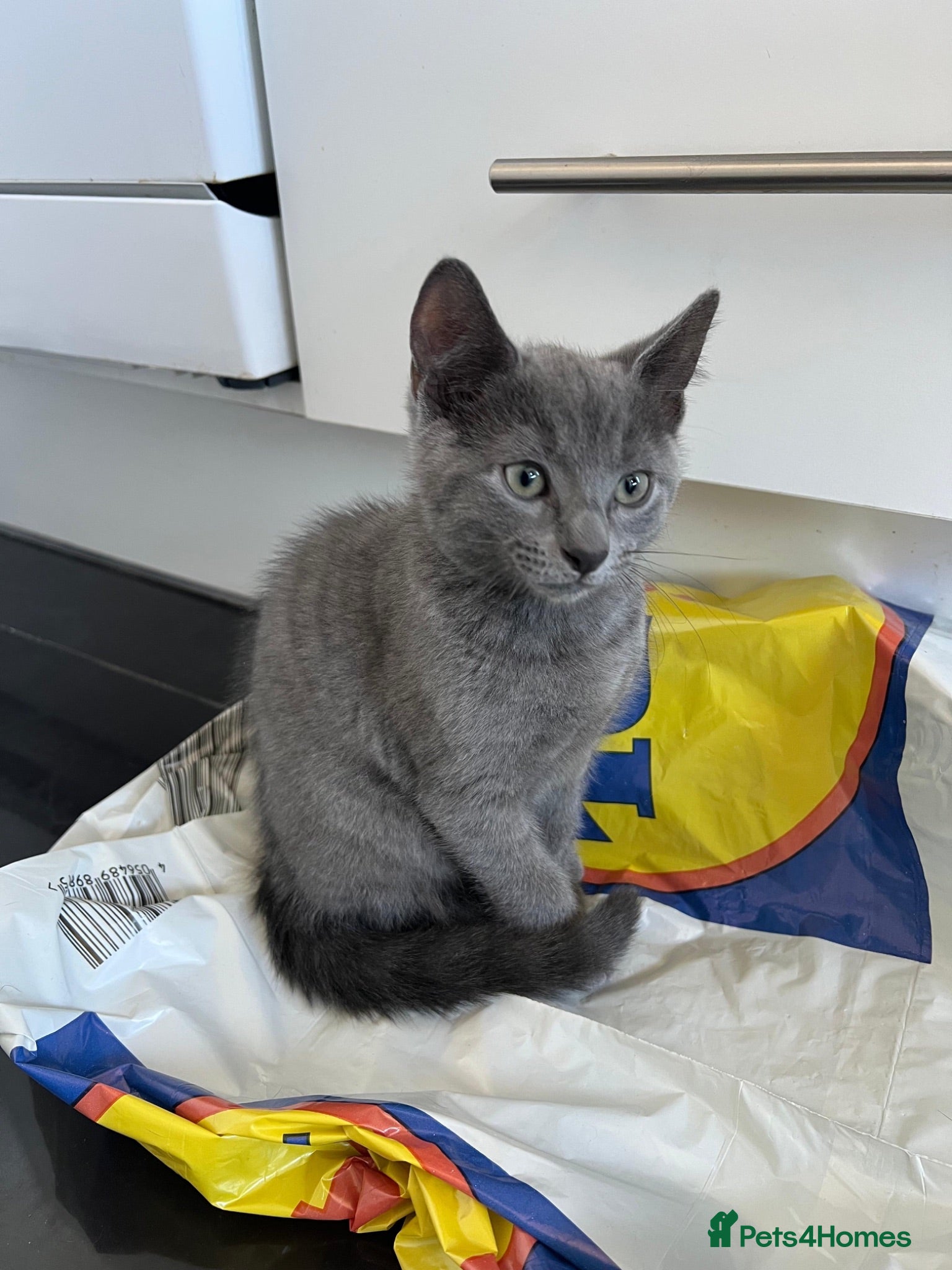 Russian Blue cats 2 Beautiful Russian Blue Kittens | Ready now - Advert 7