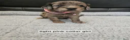 Goldendoodle dogs for sale: GOLDENDOODLES - Advert 28