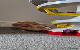 Mini Lop rabbits for sale: Gorgeous loving baby mini lop - Image 1