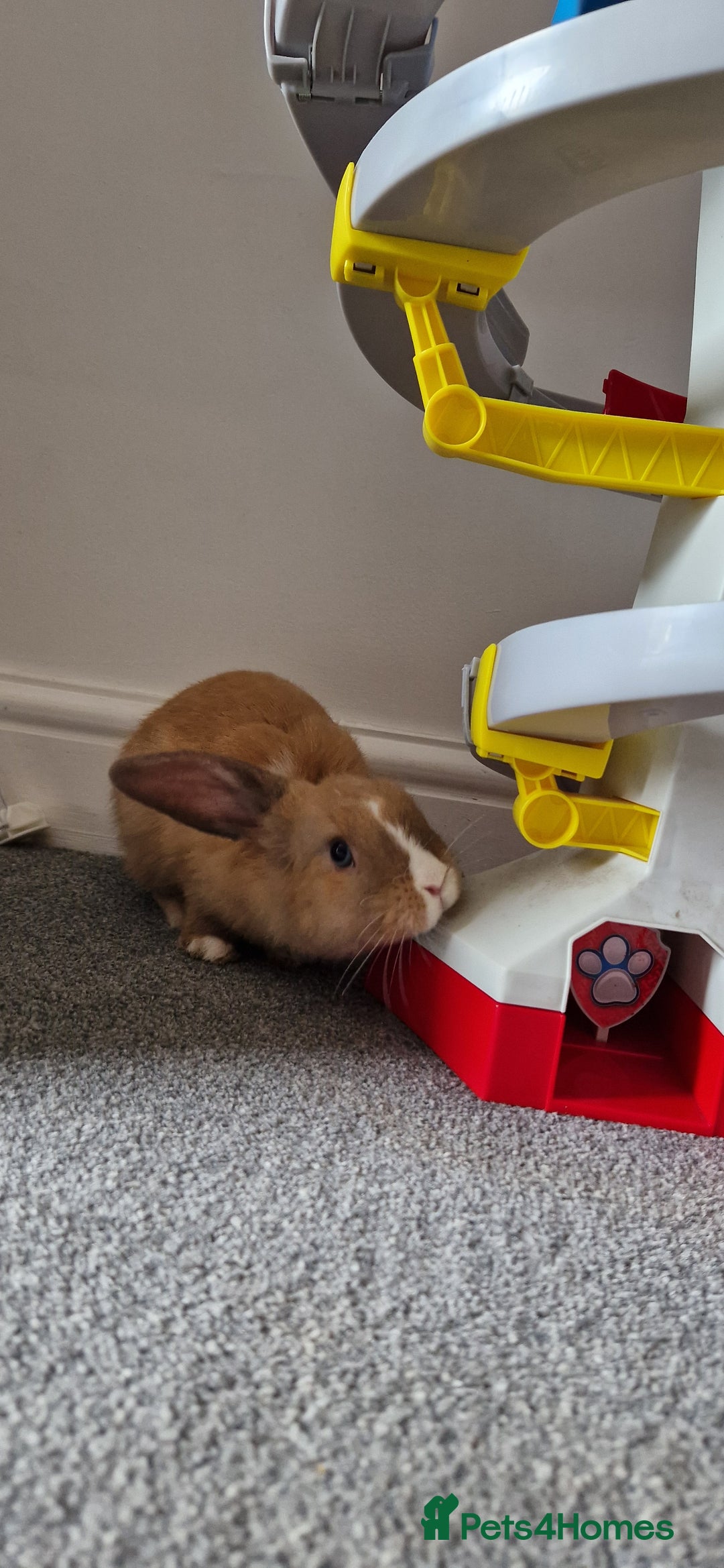 Mini Lop rabbits for sale: Gorgeous loving baby mini lop - Image 1