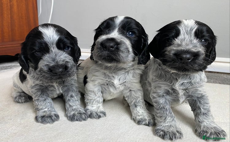 Cocker Spaniel dogs - Advert 10