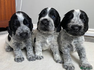 Cocker Spaniel dogs - Advert 9